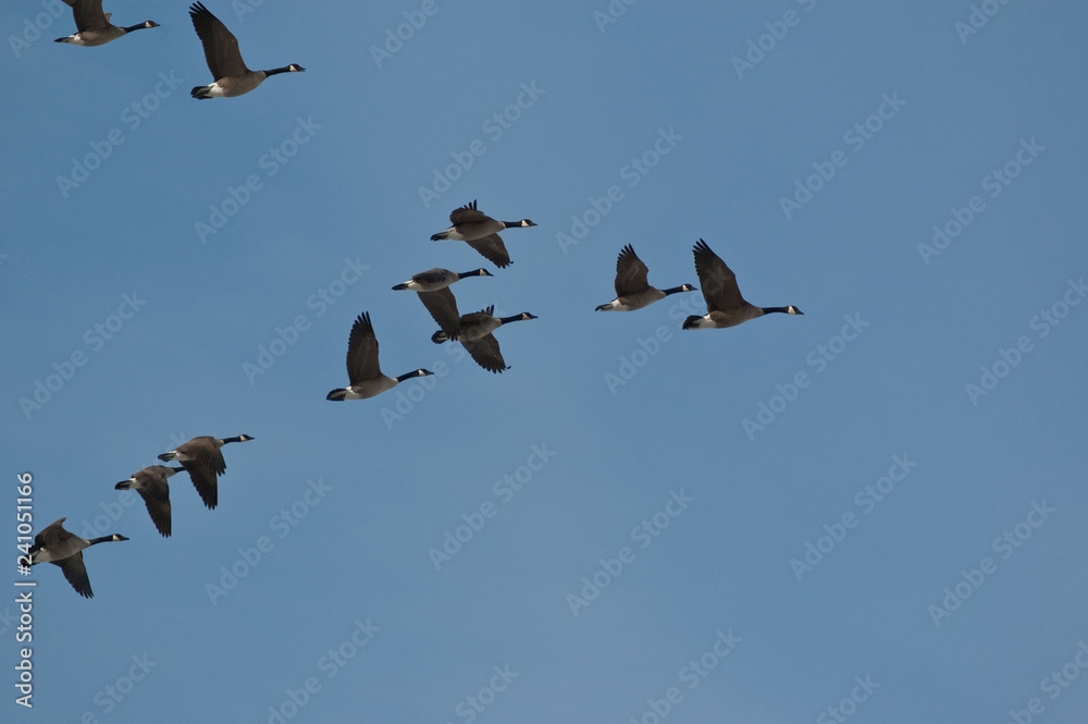Flock of Canada Geese (Branta canadensis) in flight