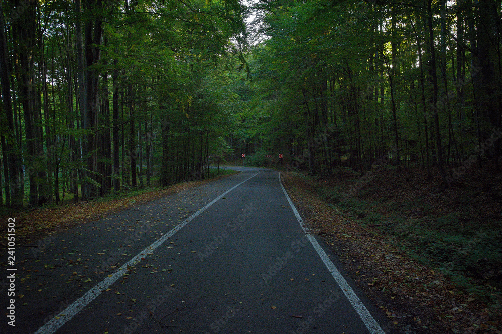 Fototapeta premium Forest road on a cloudy day
