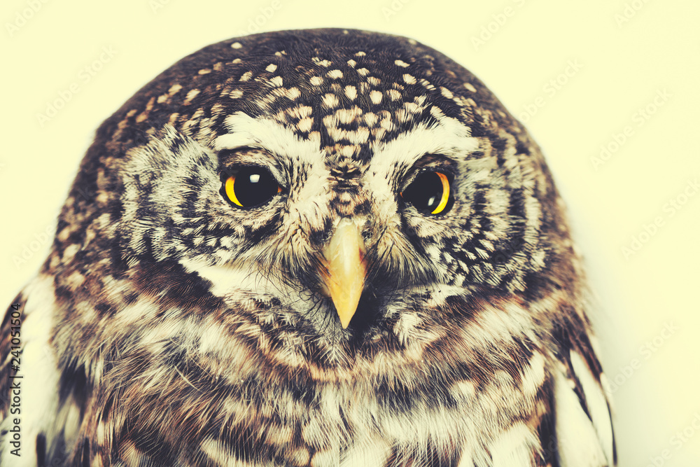 Obraz premium Eurasian pygmy owl