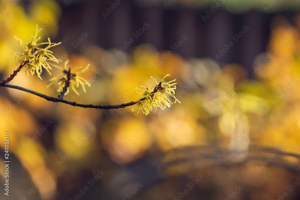 Yellow witch hazel flowers blooming in the winter Yellow witch hazel flowers blooming in the winter