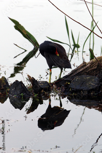 reflex bird 11