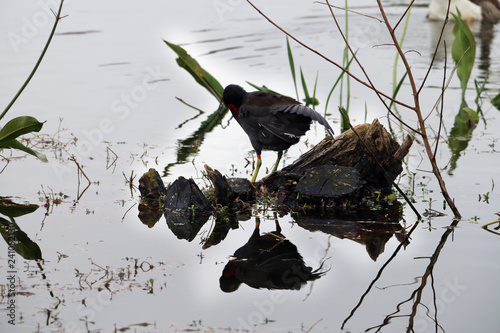 reflex bird 10