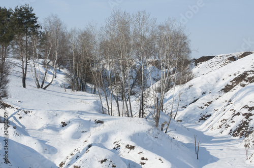 Birch grove in winter. Trees in ravine. Forest thicket of trees and shrubs. Suny day in Ukraine Kiev region.