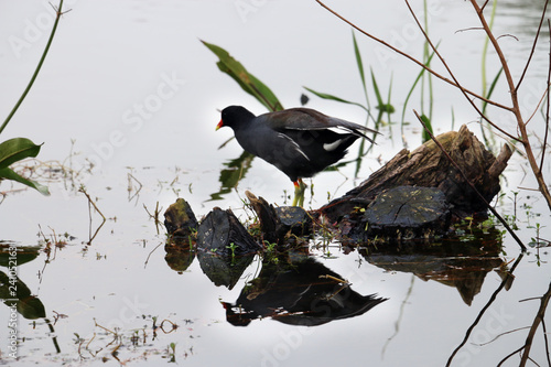 reflex bird 9