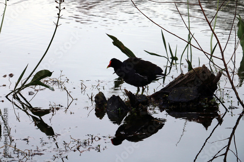 reflex bird 1