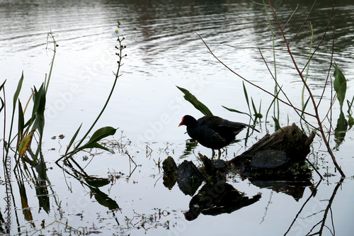 reflex bird