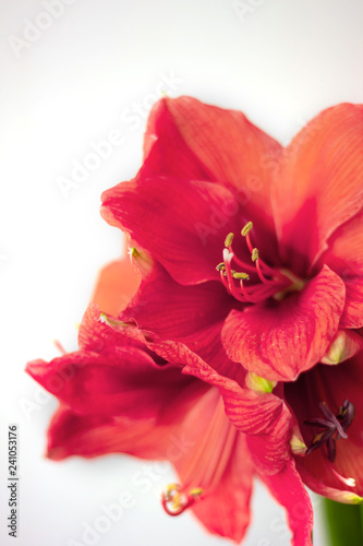 Beautiful amaryllis coral color on white background. Shallow depth of field. selective focus. Color trend of the year.