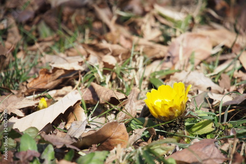 Obraz na płótnie 福寿草, Amur adonis 