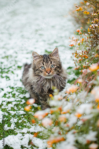 A little cat walks in the fresh air and snow