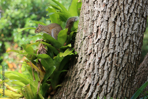 squirrel on tree 2