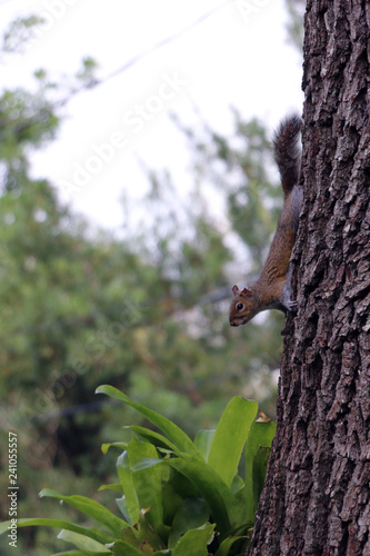 squirrel on tree 1 © ivan