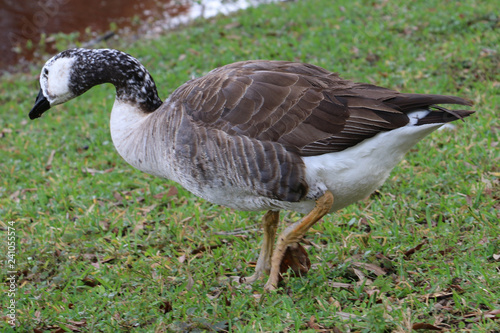 big duck