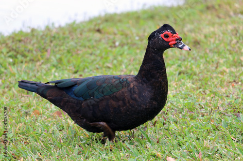 beautiful duck