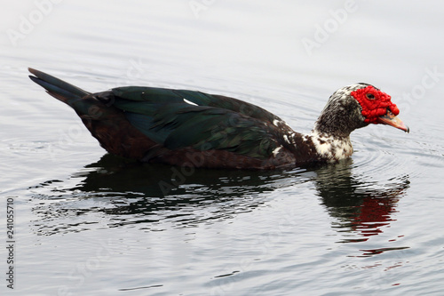 male duck
