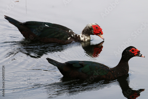 ducks florida 1