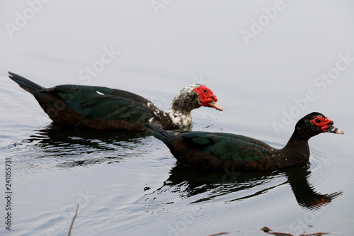 ducks florida