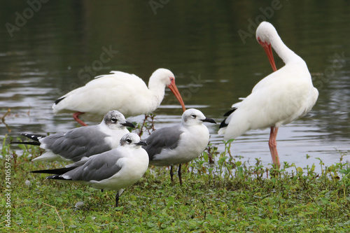 flock of pelicans