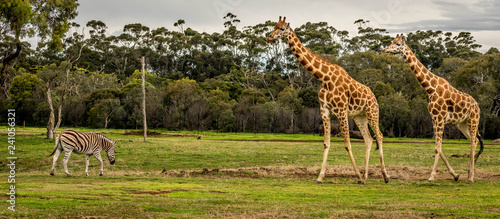 gorgeeous girrafe in werribee zoo photo