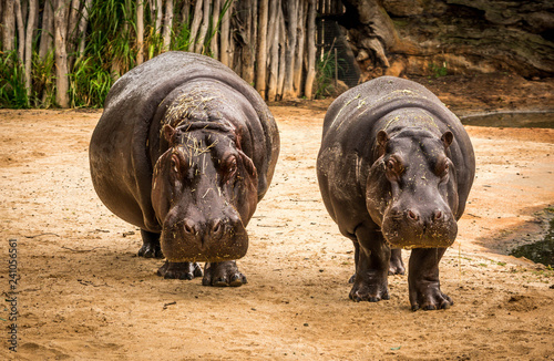 hippopotamus, or hippo in werribee zoo