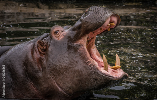 hippopotamus, or hippo in werribee zoo