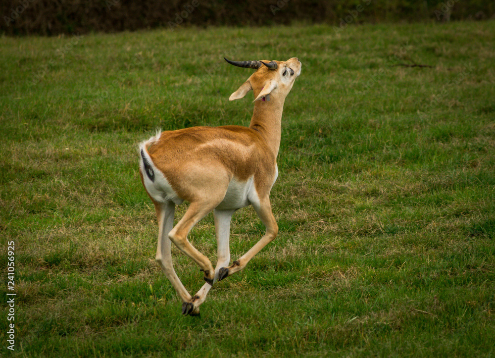 wild animals in Werribee  safari