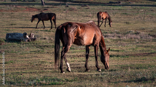 starving horse 