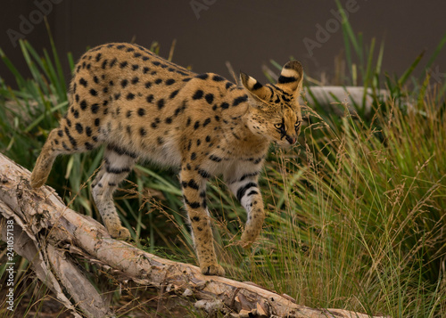 shy serval in Werribee zoo