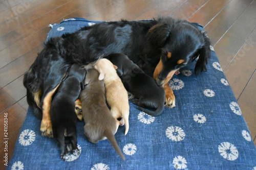 授乳中のミニチュアダックスフンド
