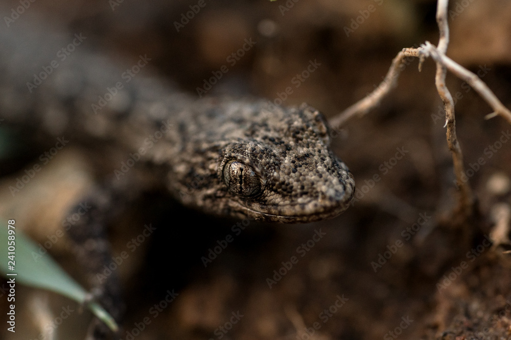 Lizards on earth Lizards on earth