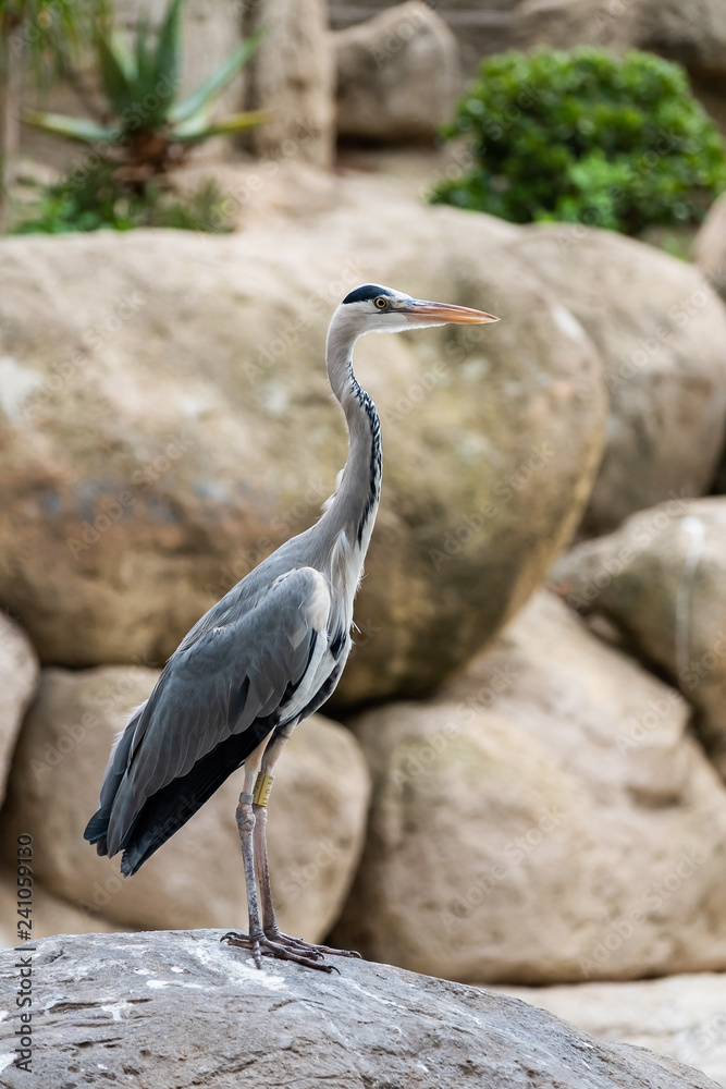 Oiseau héron cendré Oiseau héron cendré