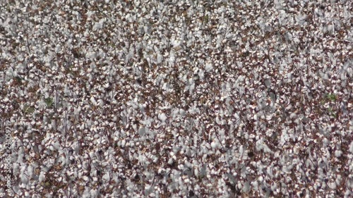 White cotton field moves in the wind waiting for harvest