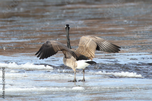 goose with wings spread © James