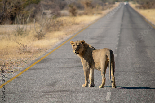 Billede på lærred Lion crossing the road