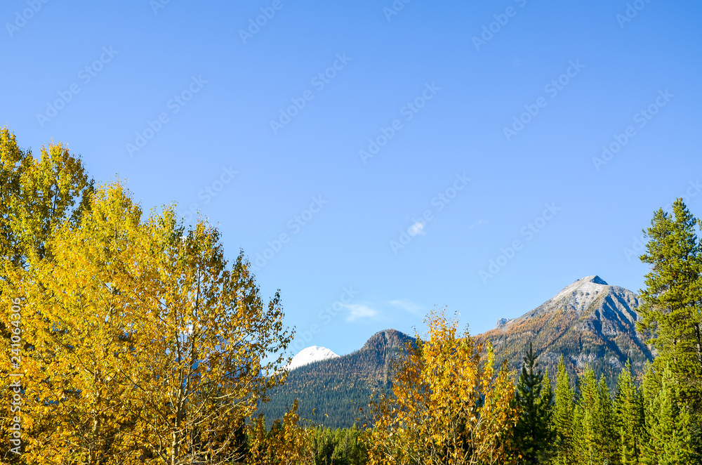 秋のカナディアンロッキー　朝のバンフ国立公園の黄葉（バンフ国立公園　カナダ・アルバータ州）