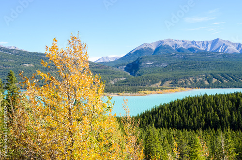 秋のカナディアンロッキー 黄葉のアブラハム湖（カナダ・アルバータ州）