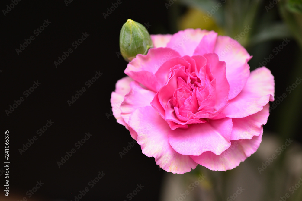 carnation flower carnation flower