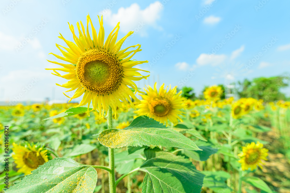 Fresh sunflower with blue sky in sunshine day Fresh sunflower with blue sky in sunshine day