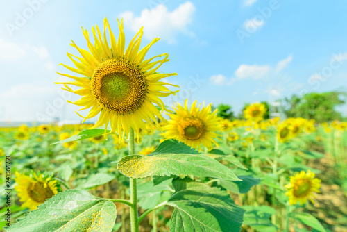 Fototapeta Naklejka Na Ścianę i Meble -  Fresh sunflower with blue sky in sunshine day