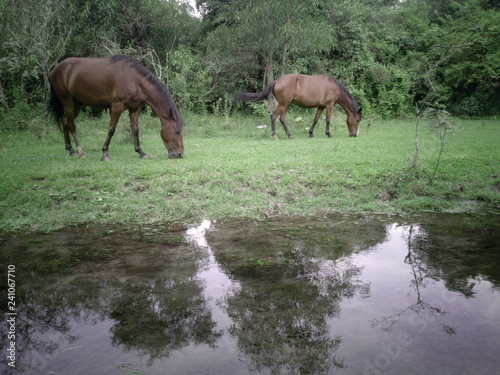 horses grazing on the banks of a stream © augux