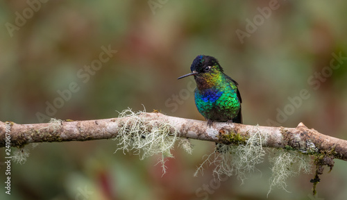 Fiery Throated Hummingbird in Costa Rica 