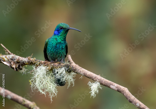 Hummingbird in Costa Rica  © Harry Collins