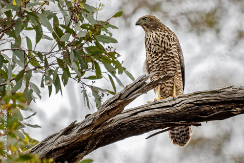 Foto Brown Goshawk (Accipiter fasciatus)
