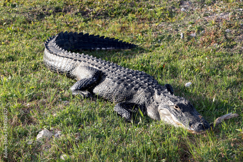 American Alligator in South Florida