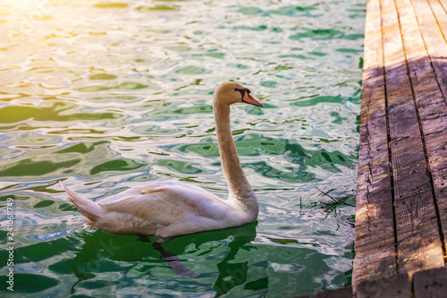 Beautiful white swan in the lake, romance, seasonal postcard, selective focus. Large white mute swan on the lake in summer.