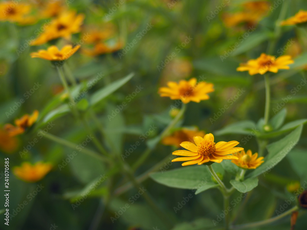 yellow daisy or singapore daisy booming in park yellow daisy or singapore daisy booming in park