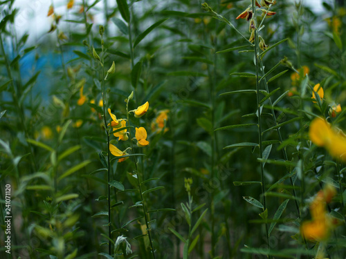 sun hemp yellow flower fileds  photo