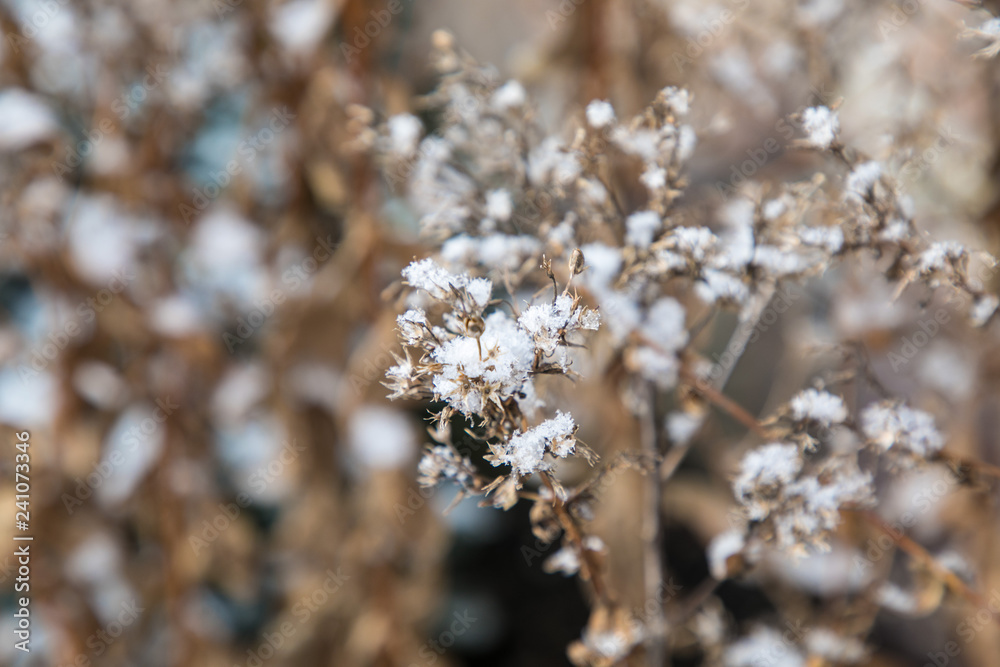 Snow in the Garden Snow in the Garden