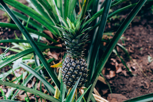 Pineapple plant with its growing fruit. Selective focus. Copy space.