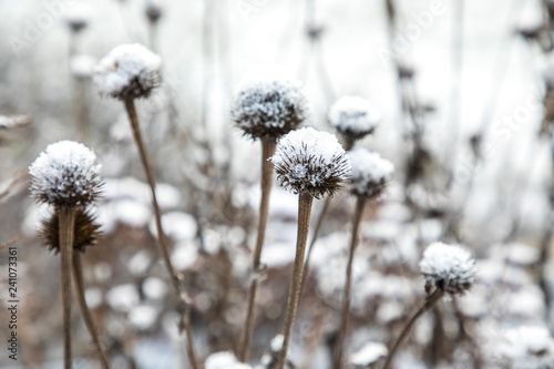 Snow on Garden Plants © Alyssa