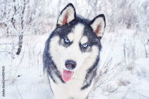 Siberian Husky dog playing in the winter snowy forest